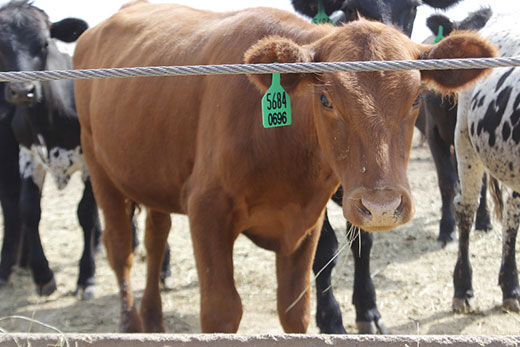 CC Calf at Bunk